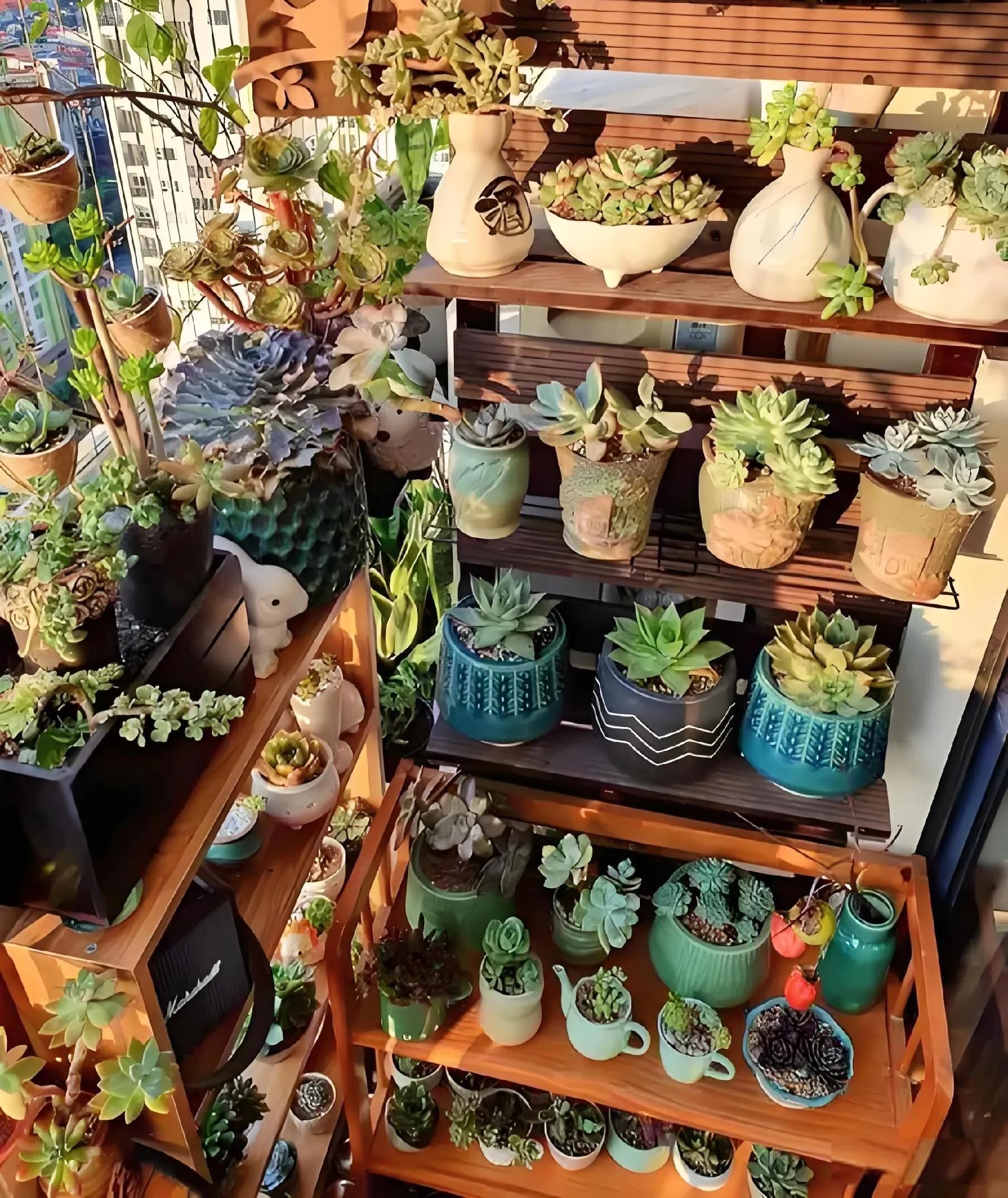 養活植物多肉好養嗎_植物多肉好養嗎_多肉植物好養活嗎?