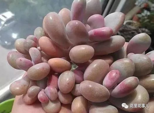 多肉形狀有哪些_多肉的形狀_多肉形態特征是什么