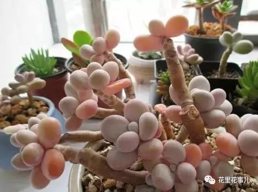 多肉的形狀_多肉形狀有哪些_多肉形態特征是什么