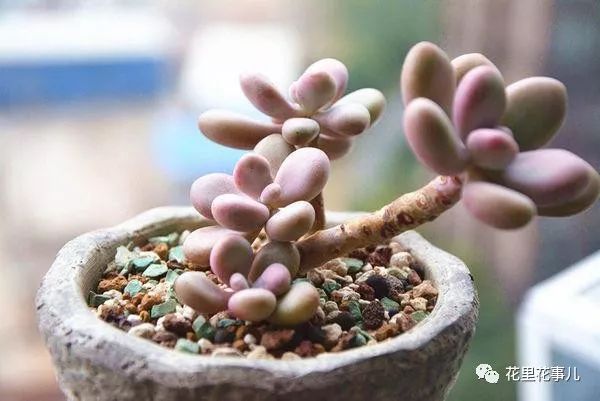 多肉形狀有哪些_多肉形態特征是什么_多肉的形狀