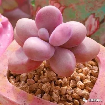 多肉形態特征是什么_多肉的形狀_多肉形狀有哪些