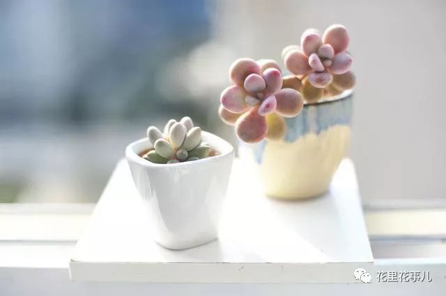 多肉形態特征是什么_多肉的形狀_多肉形狀有哪些