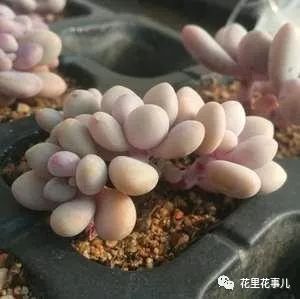 多肉形態特征是什么_多肉的形狀_多肉形狀有哪些