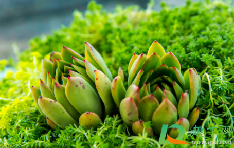 長白毛的多肉品種_多肉長白毛是怎么回事_長白毛毛的多肉