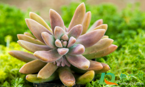 多肉長白毛是怎么回事_長白毛毛的多肉_長白毛的多肉品種