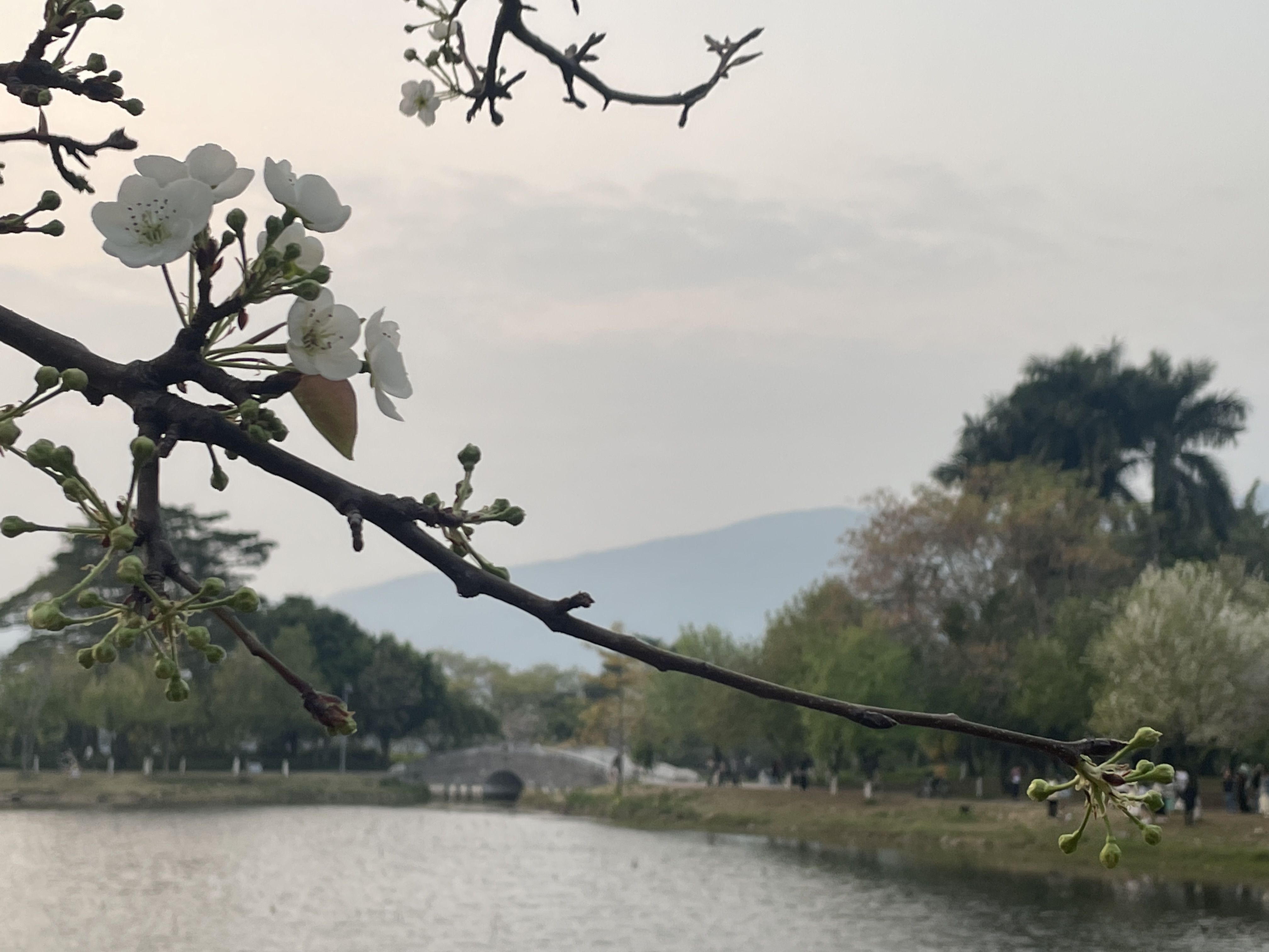 鼎湖山七星巖一日游攻略_肇慶七星巖鼎湖山兩日游自由行_肇慶七星巖鼎湖山一日游攻略