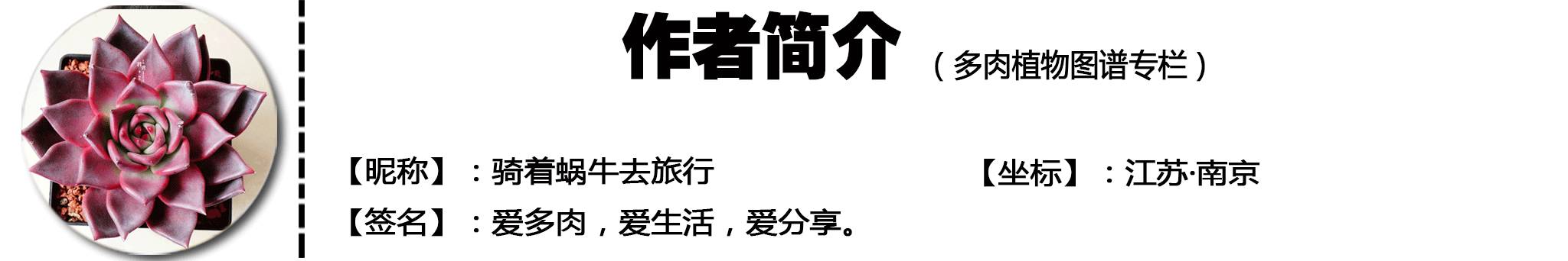 枝條扦插多肉的方法_枝條扦插多肉為什么總是腐爛_多肉枝條怎么扦插