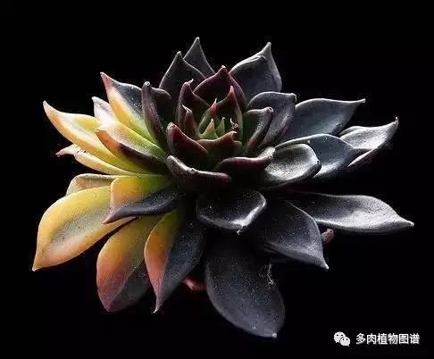 多肉枝條怎么扦插_枝條扦插多肉的方法_枝條扦插多肉為什么總是腐爛