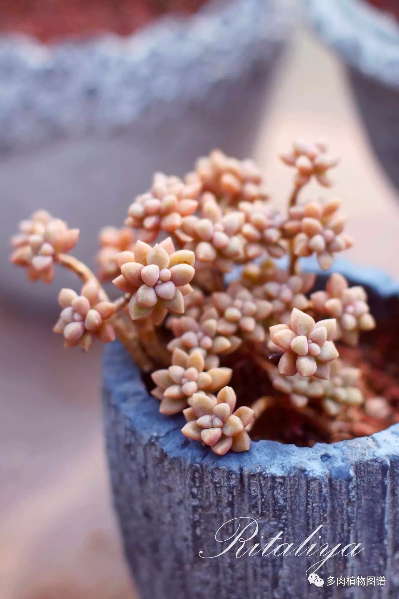 枝條扦插多肉的方法_枝條扦插多肉為什么總是腐爛_多肉枝條怎么扦插