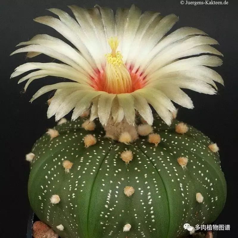 枝條扦插多肉的方法_多肉枝條怎么扦插_枝條扦插多肉為什么總是腐爛