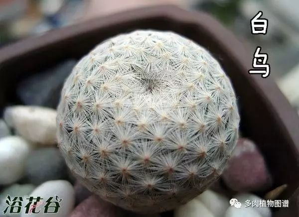 枝條扦插多肉的方法_枝條扦插多肉為什么總是腐爛_多肉枝條怎么扦插