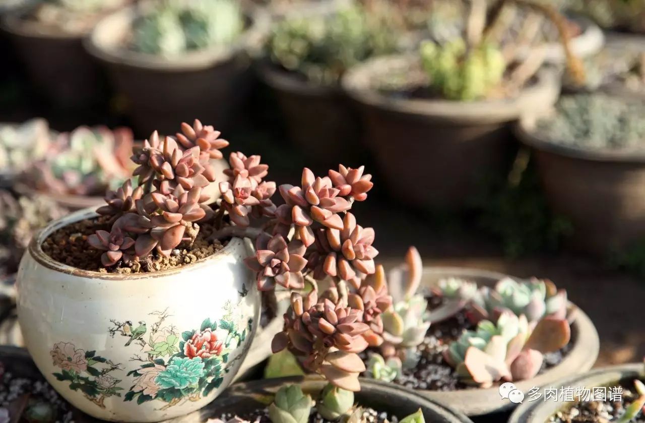 枝條扦插多肉的方法_枝條扦插多肉為什么總是腐爛_多肉枝條怎么扦插