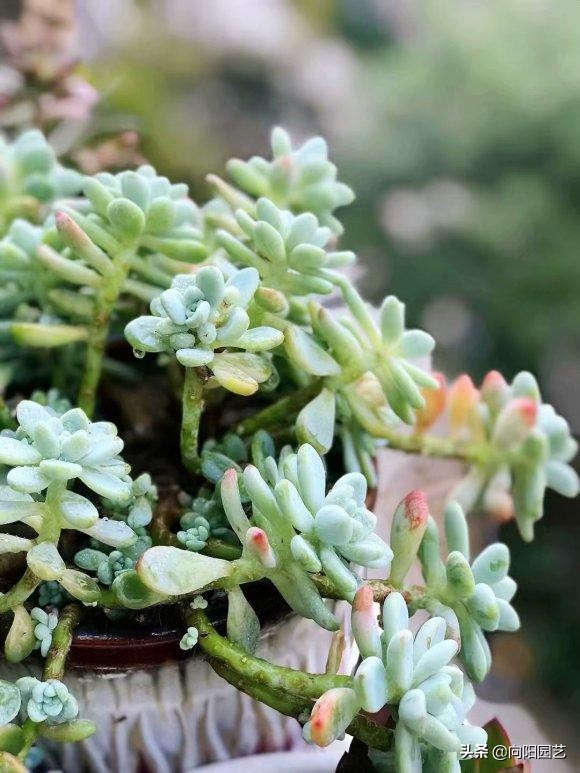 娃娃多頭吉變多肉怎么辦_吉娃娃多肉怎么變多頭_多肉吉娃娃單頭多頭哪個好看
