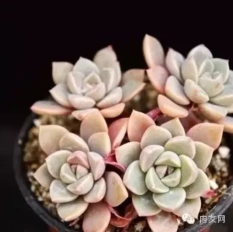 多肉pinky怎么養_多肉pinky是大型種么_pink多肉