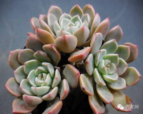 多肉pinky是大型種么_多肉pinky怎么養_pink多肉