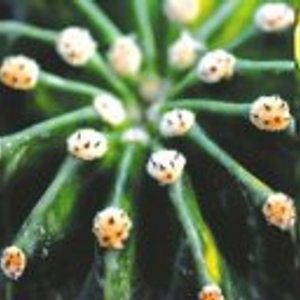 多肉植物耐旱特性_多肉的詩句_多肉植物防旱方法