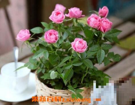 盆栽玫瑰花營養土配制_盆栽玫瑰花施肥技巧_可愛玫瑰多肉的養殖方法和注意事項