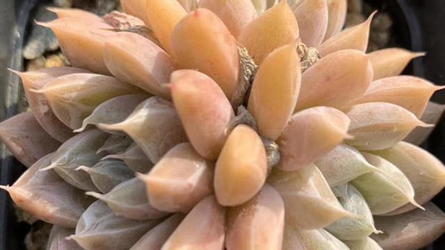 春季多肉露養光照問題_春季露養多肉注意事項_多肉上盆一星期可以露養嗎