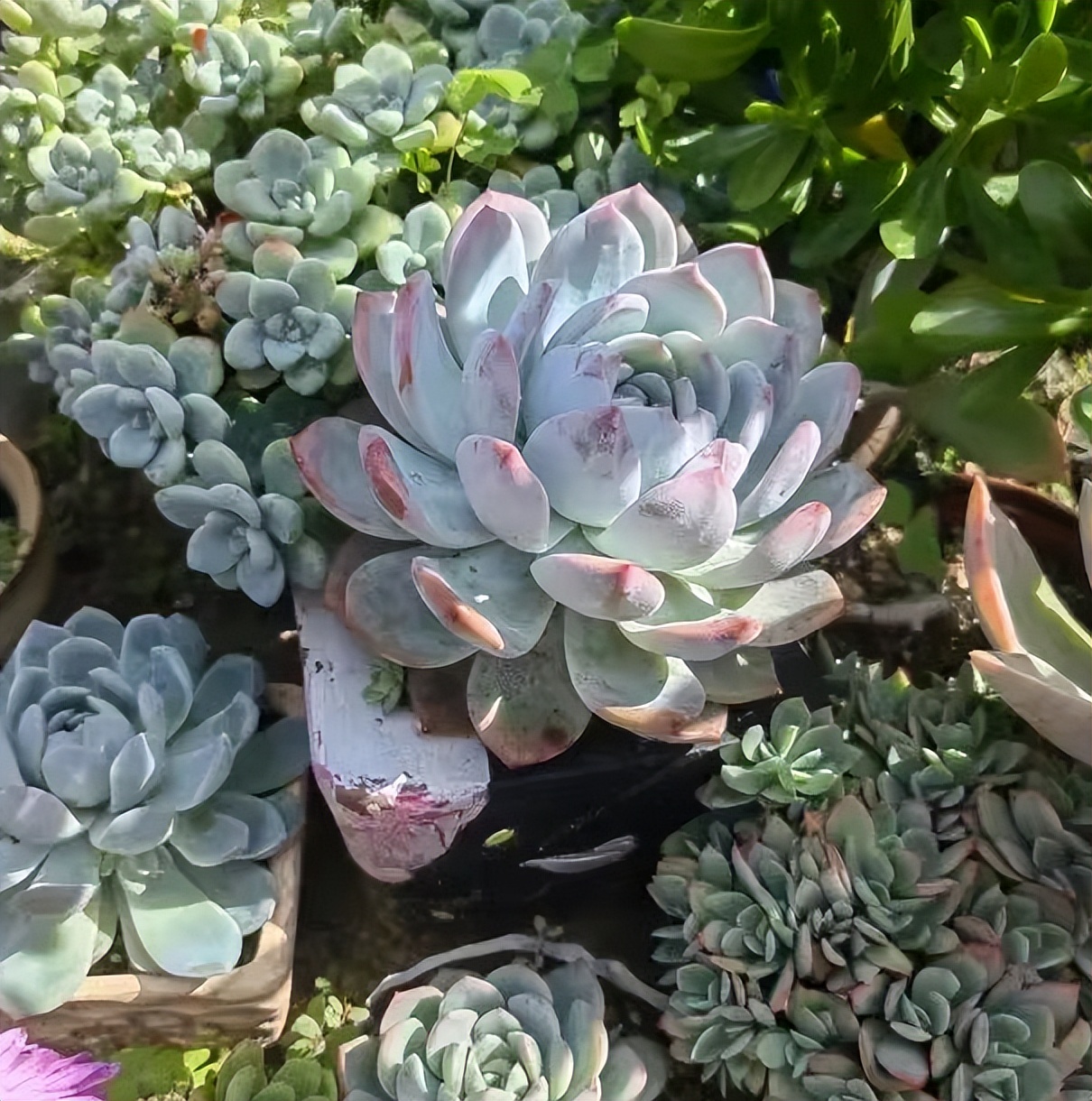 多肉配土攻略_多肉喜歡酸性土壤還是堿性土壤_新手配土萬能土